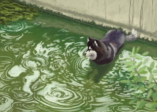 A painting of a husky standing in a retention pool that's green with algae. Raindrops are disturbing the water's surface.