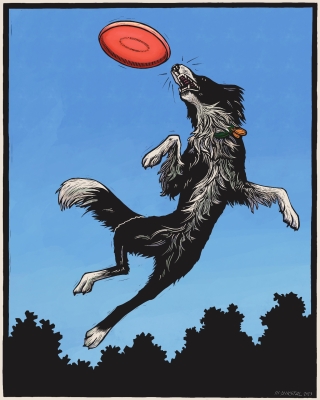 A woodcut of a border collie framed against a blue sky, jumping into the air for a red frisbee.